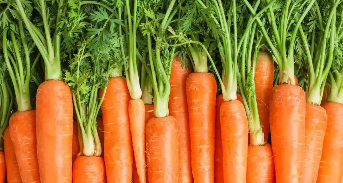 Świeże marchewki z zielonymi naćmi. Poznaj marchew wartości odżywcze, bogactwo witamin i beta-karotenu.