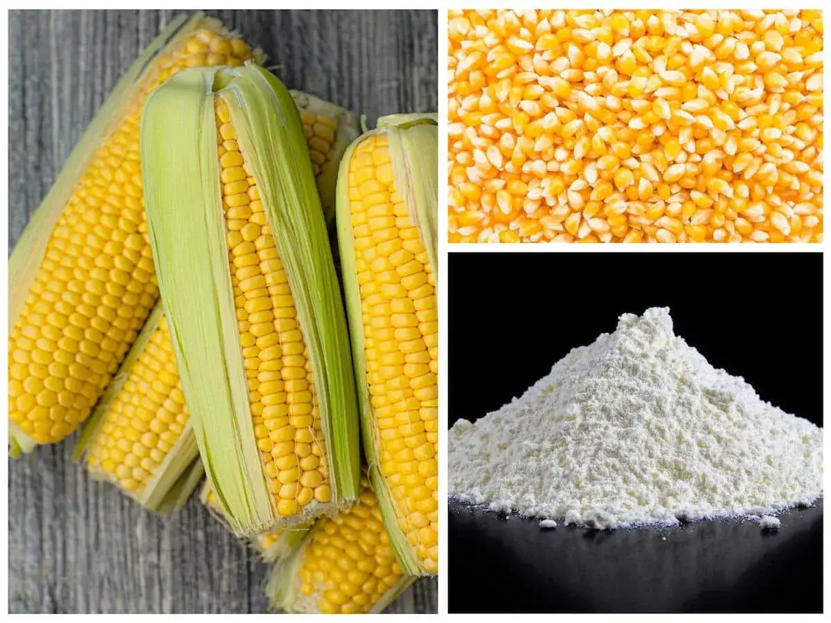 Kolby kukurydzy, ziarna i mąka. Czy mąka kukurydziana ma gluten? Nie, jest bezglutenowa.